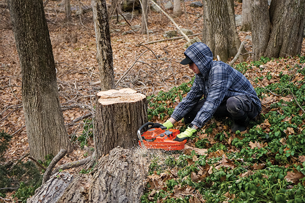 image of worker cutting down a tree stump