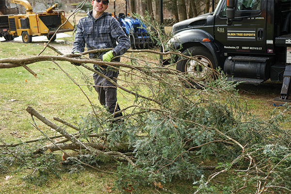 image of owner, Hans Olsen, cutting down a tree