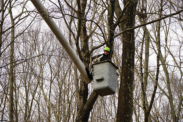 image of owner, Hans Olsen, in a bucket truck trimming a tree