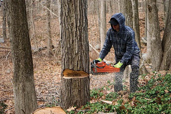 image of worker cutting down a tree