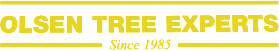 Olsen tree experts Logo